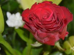 Colorful roes hips cling to branches all winter long. Coronavirus How To Grow Roses In Your Garden During Covid 19 Lockdown Daily Telegraph