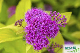 Image result for spirea japonica gold princess