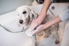 The ultimate source for your dog & cat's accesories. Do Poodle Mixes Shed Here S How To Tell Poodle Report