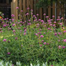 Image result for Sphaeranthus gomphrenoides