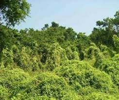 Image result for Grewia micrantha