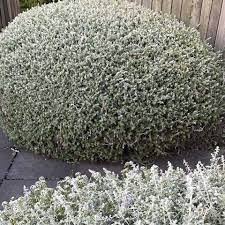 Image result for Rhagodia