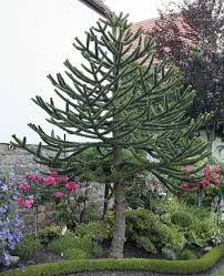 Araukarie Bizarrer Nadelbaum Garten Pflanzen Ziergarten Pflanzen