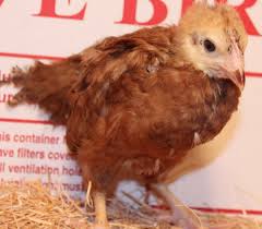Learn how these rhode island chickens became popular. Murray Mcmurray Hatchery 4 Week Old Rhode Island Red