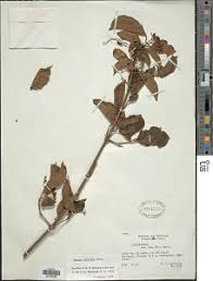 Image result for Premna velutina