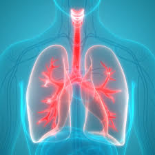 Trachea Anatomy Function And Treatment