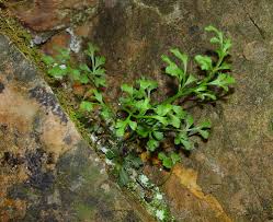 Image result for Asplenium currorii