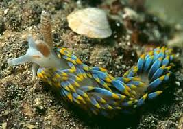 Image result for Bergia salaria