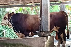 Kalo gak disangkut pautin sama islam, gak dapat rating. Penampakan Sapi Sapi Kurban Milik Jokowi Yang Tersebar Di Seluruh Negeri Halaman All Kompas Com