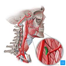 The right and left carotid arteries are the big ones. External Carotid Artery Branches And Mnemonics Kenhub