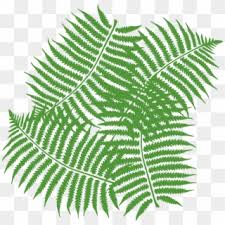 Free Jungle Leaves Png Png Transparent Images Pikpng 202 jungle vectors & graphics to download jungle 202. free jungle leaves png png transparent