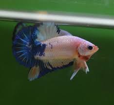 Lee Bun Betta Farm Where Quality Matters