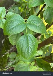 Image result for Vigna unguiculata