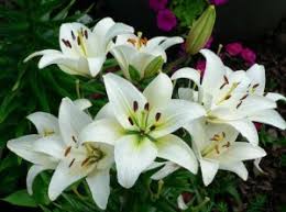 Banyak jenis bunga kering yang dijual di ecommerce. 10 Jenis Bunga Yang Sering Dijadikan Buket Bunga Tws Florist