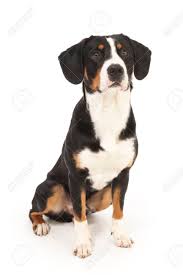 Der entlebucher sennenhund ist ein unkomplizierter, pflegeleichter, robuster hund mit klugem gesichtsausdruck und angenehmen wesen. Entlebucher Sennenhund Auf Weiss Im Studio Lizenzfreie Fotos Bilder Und Stock Fotografie Image 28021030
