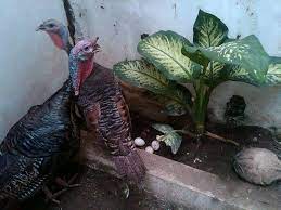 Lama mengerami telurnya sekitar 28 hari. Telur Ayam Kalkun Mudahnya Beternak Kalkun Jual Ayam Kalkun Lokasi Di Medan
