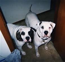 Maybe you would like to learn more about one of these? American Bulldog Dog Breed Pictures 4