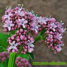 Kedi Otu Tohumlar Valeriana Officinalis Fiyati 2 05