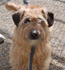 Meli.irrte umher und lief ihrer retterin freudig in die arme. Tiervermittlung Fredy Evtl Dackel Terrier Mischling Ca 2 Jahre Alt Frankreich Hunde Welpen Katzen Tiervermittlung Freiburg Lorrach Basel Colmar Grenzenlose Hilfe Fur Tiere Sans Frontieres