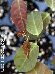 Image result for Landolphia rufescens