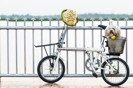 The teacup can be redeemed from the nook stop terminal for 5,000 miles in resident services. Cute Alert Here Are The Top 15 Animals On Bikes Videos Ever