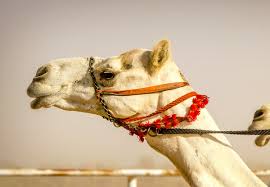 Grumpling, bellowing and grunting sounds are common. Horse Camel Racing In Saudi Arabia Richest Races Beauty Pageants