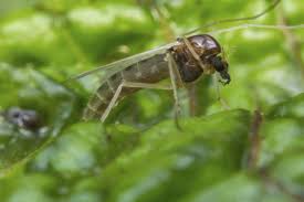 I put up this article to hopefully shed some light on the effectiveness of ultrasonic pest repellers. Gnat Control Treatments For The Yard Garden And Home