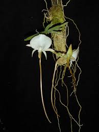Image result for Angraecum