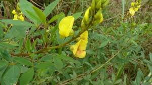Image result for Crotalaria micans