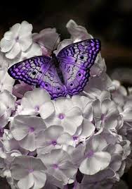 15 Kupu Kupu 1 Ideas Beautiful Butterflies Butterfly Pictures Butterfly Wallpaper