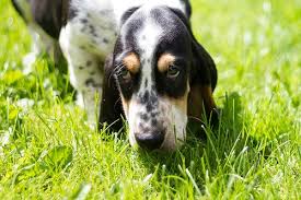 Black And White Basset Hound Puppy Montgomery Barrington Bassett Hound Hound Puppies Basset Hound