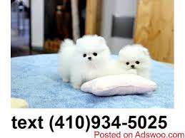 Note that, if you don't like any piece of the. Outstanding Tiny T Cup Pomeranian Puppies For Sale Classified Ads Free Classifieds Free Ads Posting