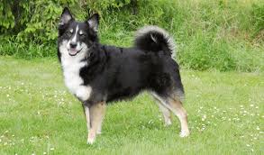 703 likes · 1 talking about this. Icelandic Sheepdog Breed Information