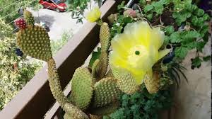 Check the wiki and use the search before asking about care. My Bunny Ears Cactus In Beautiful Blooms Youtube
