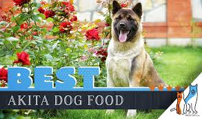 14 Best Dog Foods For Akitas Our 2019 In Depth Feeding Guide