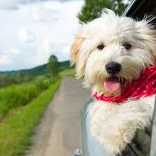 We are located in central florida in the small town of umatilla, florida. Florida Dog Friendly Travel Guide Greenfield Puppies