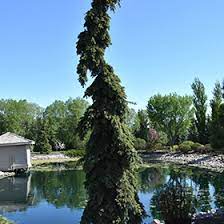 This beautiful tree is a perfect choice for a focal point in any garden. Weeping White Spruce Picea Glauca Pendula In Inver Grove Heights Minnesota Mn At Gertens