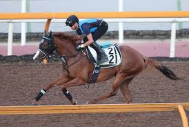 安田記念（やすだきねん）は、日本中央競馬会（jra）が東京競馬場で施行する中央競馬の重賞 競走（gi）である。 競馬番組表での名称は「農林水産省賞典 安田記念（のうりんすいさんしょうしょうてん やすだきねん）」と表記される 。 é–¢å±‹è¨˜å¿µ ã‚µã‚¯ã‚·ãƒ¼ãƒ‰ 6æ­³ç‰é¦¬ã§ã‚‚åŠç«¯ãªã„æˆé•·åŠ› ã‚¹ãƒãƒ‹ãƒ Sponichi Annex ã‚®ãƒ£ãƒ³ãƒ–ãƒ«