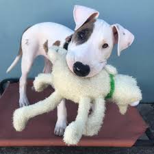We are a family owned puppy store, located in pembroke pines, florida with over 25 years of experience. Good Karma Pet Rescue Of South Florida Home Facebook