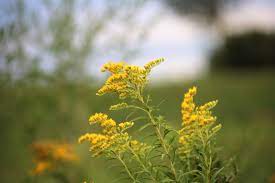 How To Use Goldenrod As A Home Remedy My Healthy Homemade Life