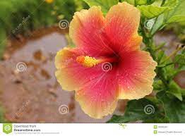 Pink Hibiscus Flower Hibiscus Rosa Sinensis With Water Droplet Hibiscus Flowers Hibiscus Rosa Sinensis Flowers