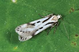 Image result for Manniella