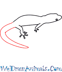 How To Draw A Lizard In this very simple and even elementary instruction, the team of easydrawingart.com will show you how to draw a lizard. how to draw a lizard