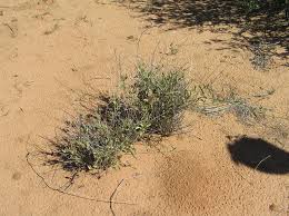 Image result for Indigofera charlieriana