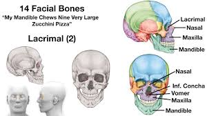 While telling the exact number of bones in the human body, this bodytomy article also describes the main types and distribution of bones in the body. Facial Bones Of The Skull Mnemonic Anatomy And Labeled Diagram Ezmed