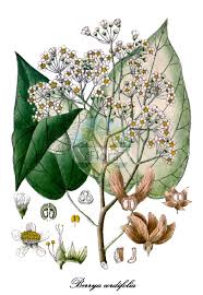 Image result for Carpodiptera africana