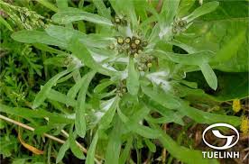 Image result for Gnaphalium polycaulon