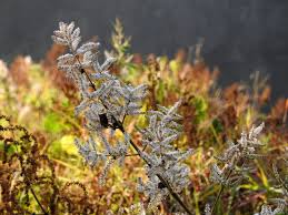 Image result for Tetradenia galpinii