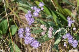 Image result for Vernonia galpinii