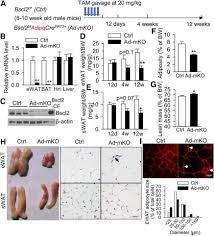 Most reported mutations are associated with. Berardinelli Seip Congenital Lipodystrophy 2 Regulates Adipocyte Lipolysis Browning And Energy Balance In Adult Animals Journal Of Lipid Research